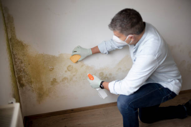 Best Forensic Mold Investigation  in Glencoe, MN